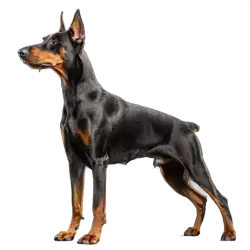 Imagen PNG para descargar